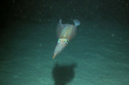 20020606_2_Shaab_Sheer_0072